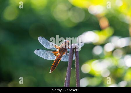 Gelbflügeldarter (Sympetrum flaveolum), Bayern, Deutschland Stockfoto