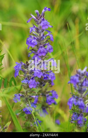 Blauer Bugle (Ajuga genevensis), Bayern, Deutschland Stockfoto