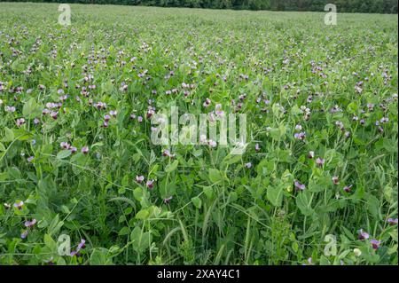 Blühendes Erbsenfeld (Pisum sativum), Franken, Bayern, Deutschland Stockfoto