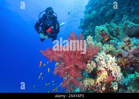 Ein Taucher erkundet das farbenfrohe Korallenriff mit Hemprich's Tree Coral (Dendronephthya hemprichi) und anderen weichen Korallen im tiefblauen Unterwasser Stockfoto