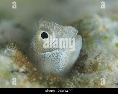 Ein kleiner Fisch, blaubauchiger Kammzahn (Alloblennius pictus), schaut neugierig aus seinem Versteck auf dem Meeresboden. Tauchplatz House Reef, Mangrove Stockfoto