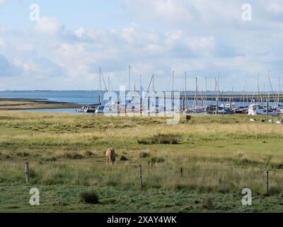 Hafenblick mit Segelbooten und einer grasbewachsenen Wiese mit einem Pferd im Vordergrund, Spiekeroog, Ostfriesland, DEUTSCHLAND Stockfoto