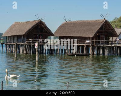 Historische Pfahlbauten mit Strohdächern auf einem See, ein Schwan schwimmt im Wasser unter klarem, sonnigem Himmel, Meersburg, Bodensee, Deutschland Stockfoto