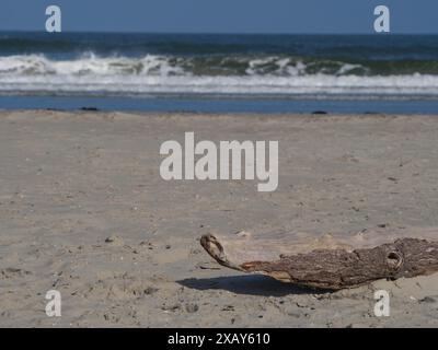 Ein Stück Treibholz liegt auf Sand, während Wellen im Hintergrund gegen den Strand prallen, Juist, ostfriesland Stockfoto