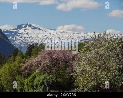 Schneebedeckte Berge im Hintergrund und blühende Kirschbäume im Vordergrund unter blauem Himmel, Eidfjord NOR 2 Stockfoto