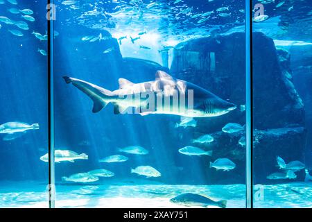 Hai im Aquarium mit Sonnenstrahlen. Stockfoto