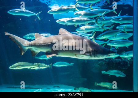Hai im Aquarium mit Sonnenstrahlen. Stockfoto