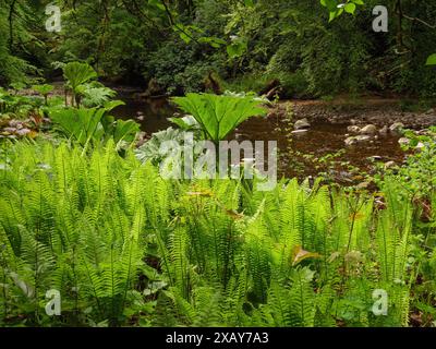 Üppige grüne Pflanzen und Farne an den Ufern eines kleinen Flusses in einem dichten Wald, inverness, Schottland, Großbritannien Stockfoto