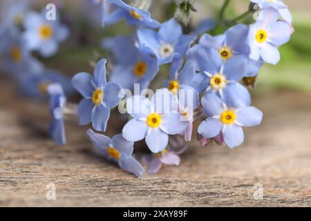Schöne Vergissmeinnicht-Blumen auf hölzernem Hintergrund, Nahaufnahme Stockfoto