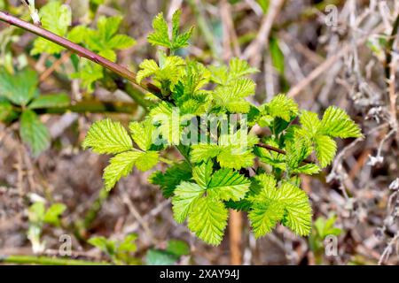 Brombeere oder Bramble (rubus fruticosus), Nahaufnahme mit dem neuen oder frischen Blattwerk oder den Blättern, die am Ende eines Läufers in der Frühlingssonne wachsen. Stockfoto