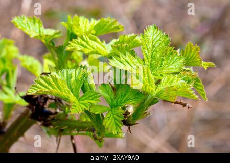 Brombeere oder Bramble (rubus fruticosus), Nahaufnahme mit dem neuen oder frischen Blattwerk oder den Blättern, die am Ende eines Läufers in der Frühlingssonne wachsen. Stockfoto