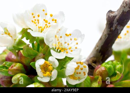 Wilde Kirsche (prunus avium), Nahaufnahme Stillleben der Blüte des gemeinen Baumes vor weißem Hintergrund. Stockfoto
