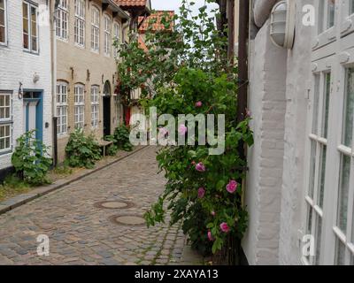 Romantische Kopfsteinpflasterallee mit grünen Pflanzen und blühenden Blumen vor den Fachwerkhäusern, Flensburg, Schleswig-Holstein, Deutschland Stockfoto