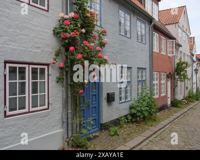 Reihe farbenfroher Fachwerkhäuser mit blühenden Rosen und Kopfsteinpflasterallee in einer idyllischen Wohngegend, Flensburg, Schleswig-Holstein, Deutschland Stockfoto