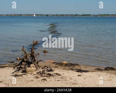 Ein Stück Treibholz an einem Sandstrand, mit ruhigem Meer und Horizont im Hintergrund, Flensburg, Schleswig-Holstein, Deutschland Stockfoto