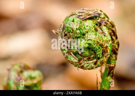 Männlicher Farn (dryopteris filix-MAS), Nahaufnahme der Spitze eines Wedes der Pflanze, während er sich langsam im Frühjahr entfaltet. Stockfoto