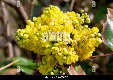 Oregon-Traube oder Stechpalmen-Berberitze (berberis aquifolium oder Mahonia aquifolium), Nahaufnahme der gelben Blüten des früh blühenden Strauchs. Stockfoto