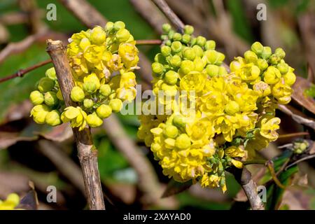 Oregon-Traube oder Stechpalmen-Berberitze (berberis aquifolium oder Mahonia aquifolium), Nahaufnahme der gelben Blüten des früh blühenden Strauchs. Stockfoto