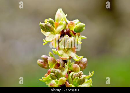 Wilde Kirsche (prunus avium), Nahaufnahme, die die Blütenknospen zeigt, die im Frühjahr auf den Zweigen des gewöhnlichen Baumes zu erscheinen beginnen. Stockfoto