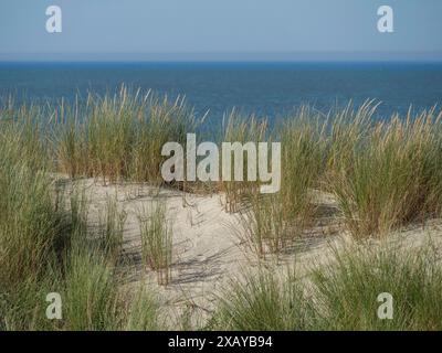 Sanddünen mit hohen Gräsern und Blick auf das weite Meer, langeoog, deutschland Stockfoto