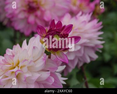 Rosa Dahlien und eine lila Knospe im Garten, Dahlien Stockfoto