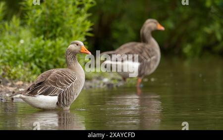 Graugänse Anser Anser Anser ruht an einem ruhigen Teich Stockfoto