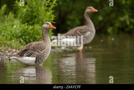 Graugänse Anser Anser Anser ruht an einem ruhigen Teich Stockfoto