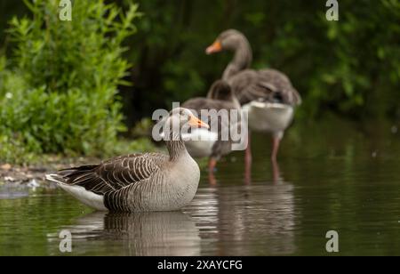 Graugänse Anser Anser Anser ruht an einem ruhigen Teich Stockfoto