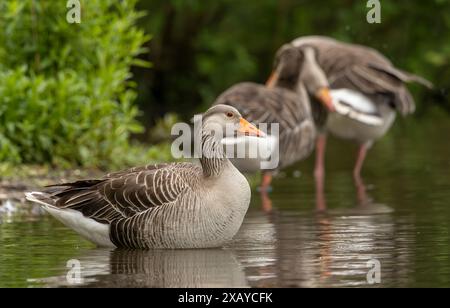 Graugänse Anser Anser Anser ruht an einem ruhigen Teich Stockfoto