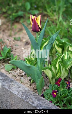 Zweifarbige Tulpe Frühlingsblühende mehrjährige krautige Zwiebelgeophyten blühende Pflanze mit großer auffälliger leuchtend dunkelroter und gelber Blume Stockfoto