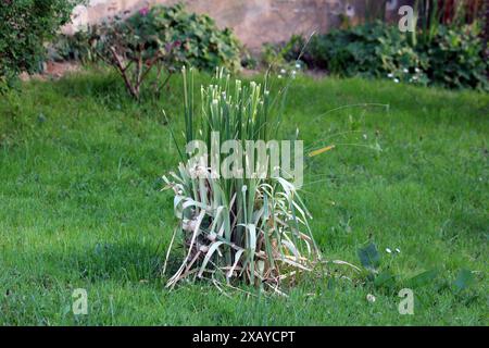 Frisch geschnittenes Pampas-Gras oder Cortaderia selloana mehrjährige Zierpflanze, die in Form eines großen Busches mit langen und schlanken grünen Blättern wächst Stockfoto
