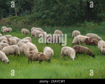 Schafe, die friedlich auf einer grünen Wiese vor dichtem Waldgrund weiden, haaksbergen. Niederlande Stockfoto