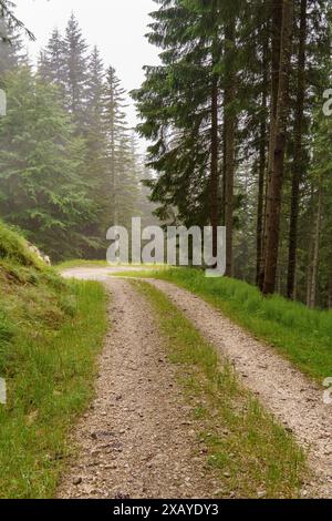 Gewundener Waldweg zwischen hohen Tannen im Nebel, umgeben von grünem Gras und ruhiger Natur, Gosau, Österreich Stockfoto