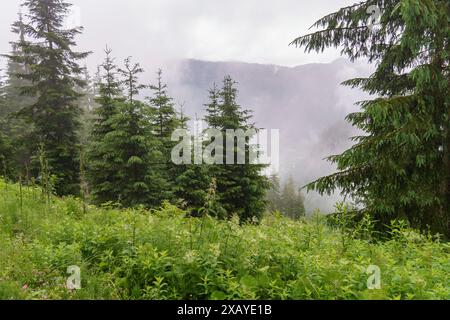 Blick auf einen nebeligen Berghang mit dichtem Nadelwald, Gosau, Österreich Stockfoto