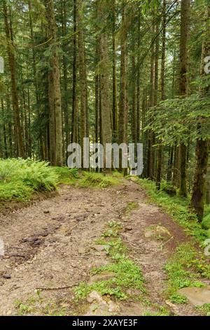 Ein gewundener Waldweg führt durch ein dichtes, grünes Waldgebiet, wo die Natur den Ton gibt, Gosau, Österreich Stockfoto