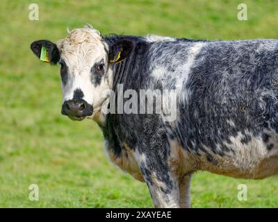 Pastoralszene. Die schwarz-weiße Kuh steht im Grünen, mit Ohrmarken versehen und verkörpert die ländliche Landwirtschaft. Stockfoto