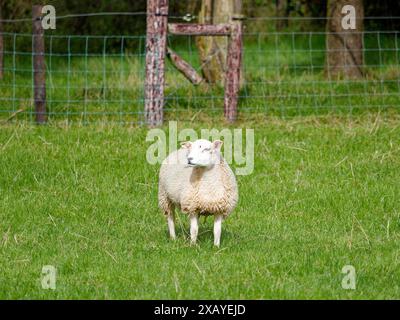 Schafweiden. Ein einsames Schaf weidet in einem grünen Feld, umgeben von einem Zaun mit Bäumen in der Ferne, bei Tageslicht. Stockfoto