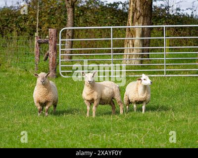 Auf einer üppigen Weide blicken drei Schafe aufmerksam, umgeben von einem Zaun und grünen Bäumen und verkörpern ländliche Ruhe. Stockfoto