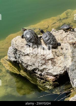 Drei Schildkrötenmuster links und rechts Rotohrschildkröte (Trachemys scripta elegans) Mitte Gelbohrschildkröte (Trachemys scripta) Stockfoto