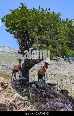 Zwei frei lebende wilde Ziegen Wildziegen (Capra aegagrus hircus), die in den Bergen von Asterousia auf Felsen unter Olivenbäumen (Olea europaea) stehen Stockfoto