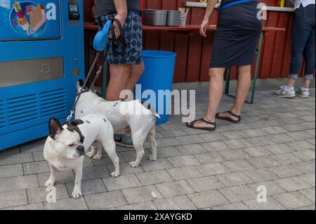 Zwei kleine, schwarz-weiße französische Bulldoggen warten an der Leine, Bayern, Deutschland Stockfoto