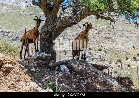 Zwei frei lebende wilde Ziegen Wildziegen (Capra aegagrus hircus), die in den Bergen von Asterousia auf Felsen unter Olivenbäumen (Olea europaea) stehen Stockfoto