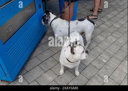 Zwei kleine, schwarz-weiße französische Bulldoggen warten an der Leine, Bayern, Deutschland Stockfoto