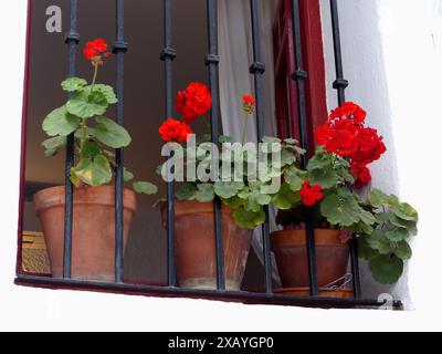 Rote Blumen Geranien an einem Fenster im weißen Dorf Mijas, Málaga, Spanien. Stockfoto