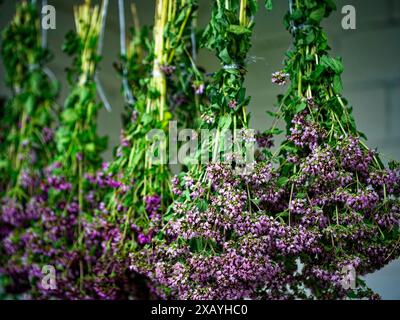 Eine Reihe hängender Blumensträucher, die in der Mitte des Trocknungsprozesses aufgehängt werden, verströmt den Charme der alten Welt und unterstreicht die Eleganz der Natur in Ruhe. Stockfoto