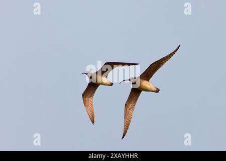 Der Eurasische oder gewöhnliche Wimbrel n (Numenius phaeopus) im Flug, auch bekannt als der weißrumpelige Wimbrel in Nordamerika Stockfoto