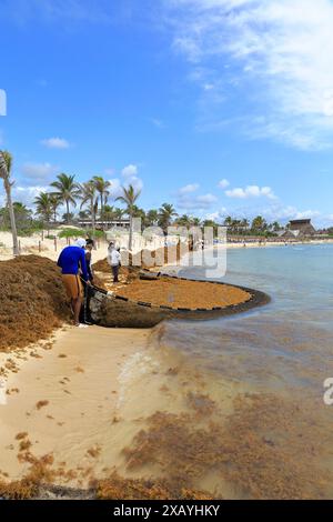 Die Einheimischen räumen Sarkassealgen vom Strand in Akumal, Quintana Roo, Yucatan Peninsular, Mexiko. Stockfoto