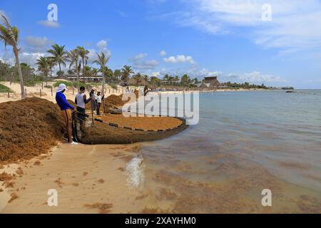 Die Einheimischen räumen Sarkassealgen vom Strand in Akumal, Quintana Roo, Yucatan Peninsular, Mexiko. Stockfoto