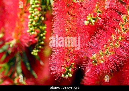 Viele callistemon-Blütenstände aus der Nähe. Exotische Pflanze mit roten Blüten. Stockfoto