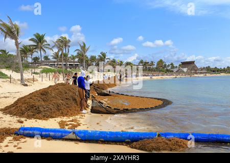 Die Einheimischen räumen Sarkassealgen vom Strand in Akumal, Quintana Roo, Yucatan Peninsular, Mexiko. Stockfoto